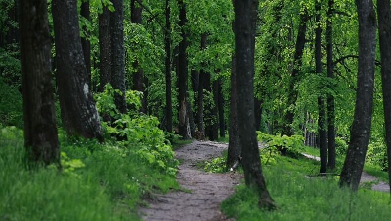 Более 32 млн сеянцев и саженцев вырастили в Татарстане в 2025 году