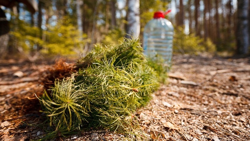 Более 115 млн руб. выделили на сохранение лесов во Владимирской области в 2026 году
