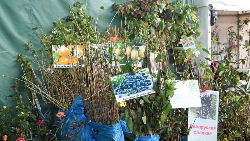 Традиционные сельхозярмарки состоятся 28 марта в Казани