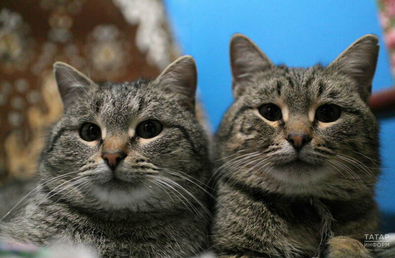 Бесплатная вакцинация домашних животных состоится 11 и 12 апреля в Казани