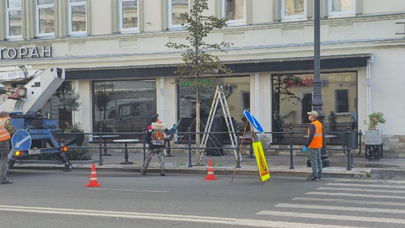 281 дерево высадили в 2025 году в Ленинском районе Самары