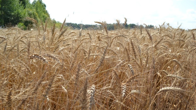 Около 2 млн т зерна собрали нижегородские аграрии в 2025 году