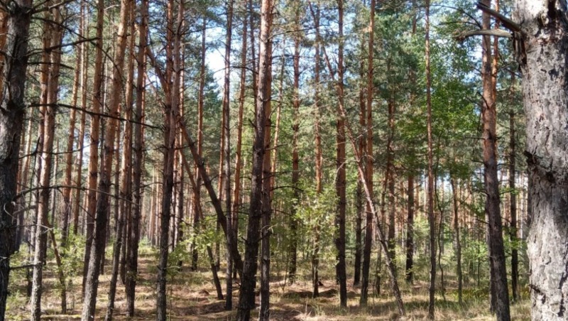 130 человек заблудились в лесах Нижегородской области летом