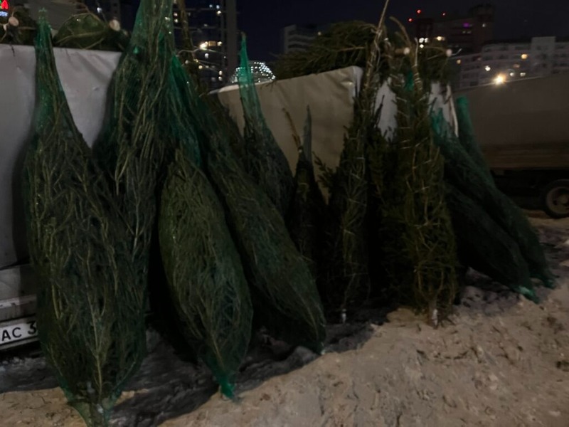 В Пермском крае будут проводить рейды против незаконной рубки елей