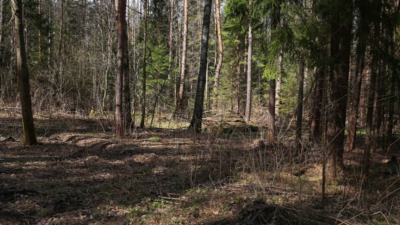 Более 30 тонн шишек заготовят для восстановления лесов в Нижегородской области