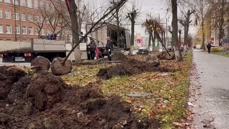 Более 200 лип высадят во Владимире