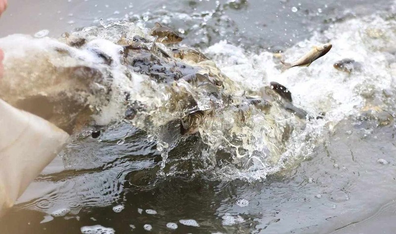 Около 240 тыс. мальков сазана запустили в реку Дон в Воронежской области