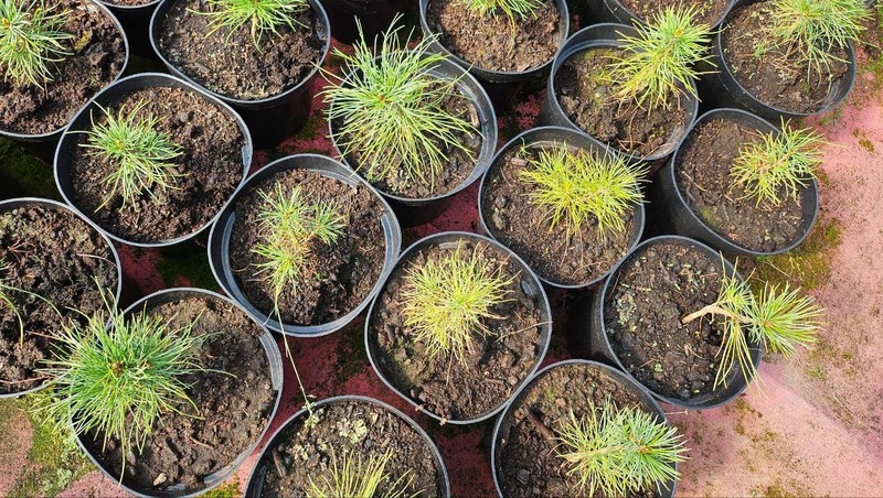 Более 14 тыс. га леса восстановят в 2026 году в Нижегородской области