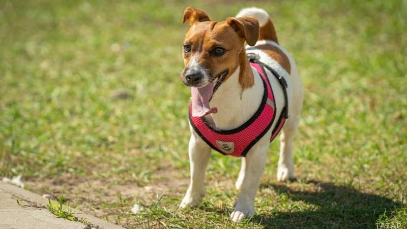 Первые 7 площадок для выгула собак по ГОСТу открыли в Татарстане