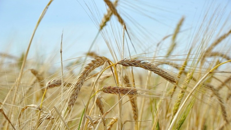 Хоценко: Благодаря труду омских аграриев — собрано более 4 млн. тонн зерна