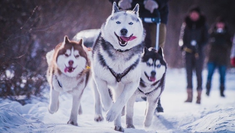 Первый в регионе Хаски-парк для катания на собачьих упряжках открылся в Магадане