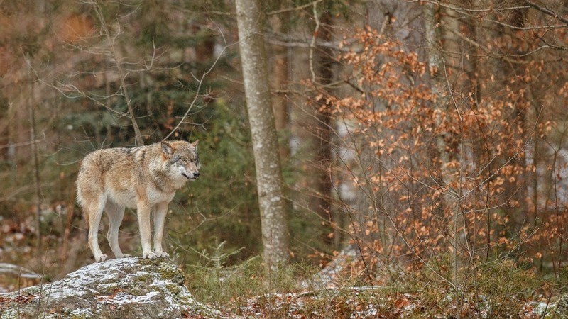 Турист из Екатеринбурга неделю выживал в тайге с волками