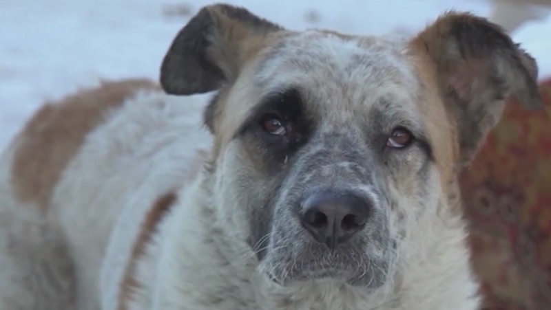 Пункты временного содержания животных заработали во всех муниципалитетах Магаданской области