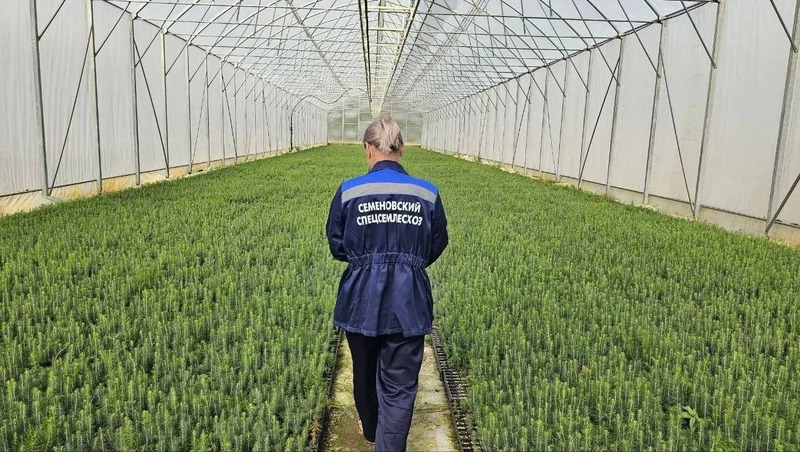 Тепличный комплекс лесных растений модернизируют в Нижегородской области