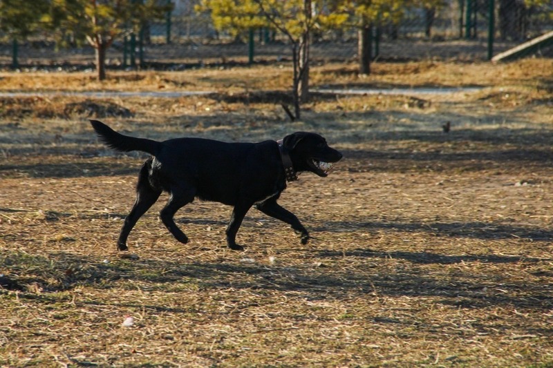 Состязания гончих собак стартуют 25 апреля в Омске