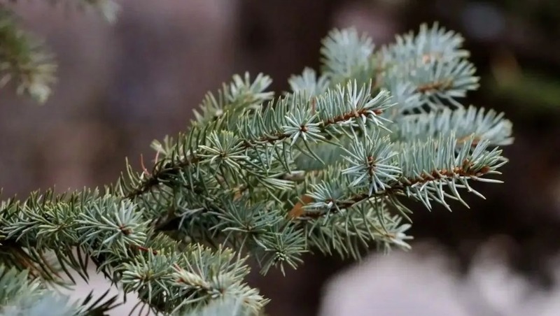 100 деревьев высадят в Загородном парке Самары в 2026 году