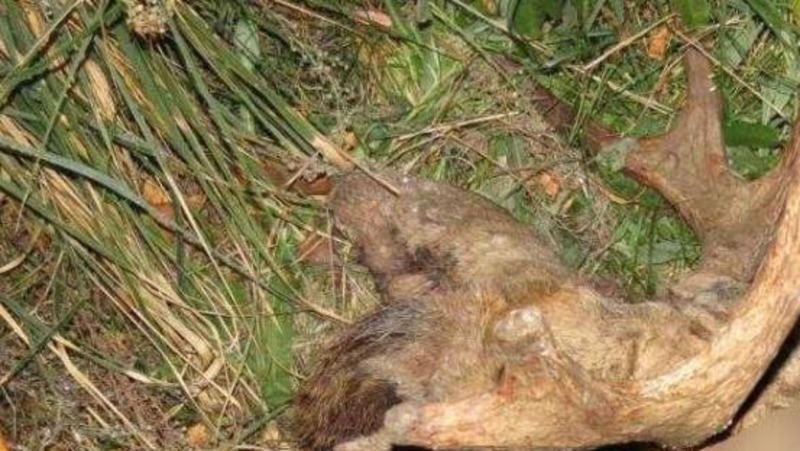 В Омской области полиция задержала браконьеров, убивших лося