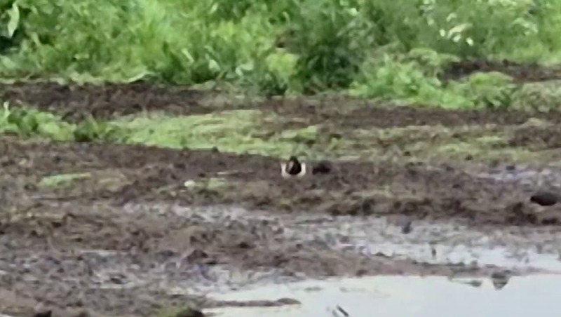 В Лужском районе Ленобласти заметили редкую краснокнижную птицу