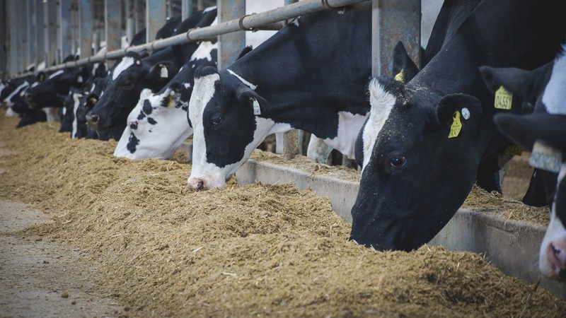 В Лаишевском районе Татарстана появится новая ферма и зерносклад