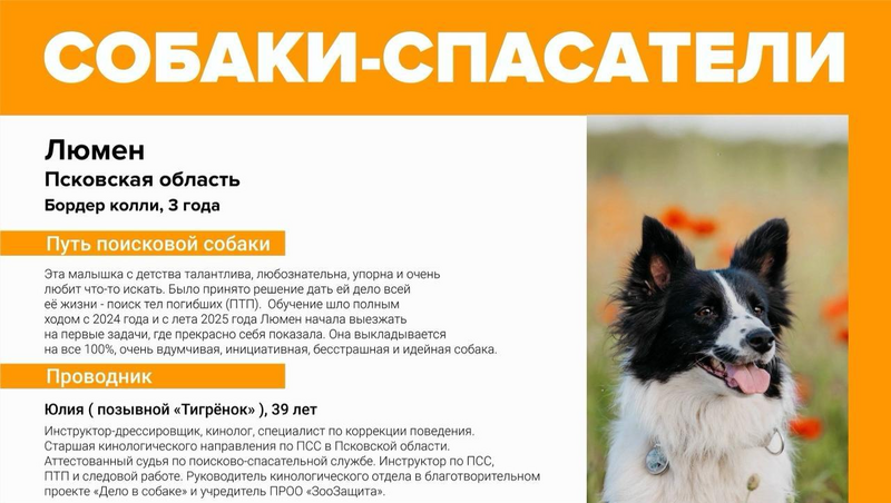 В Ленобласти застрелили две собаки отряда «ЛизаАлерт» 9 апреля