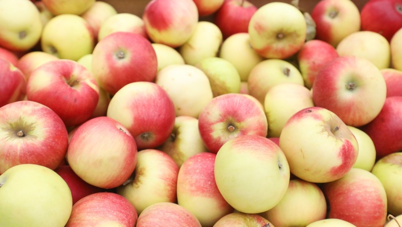 Яблочный Спас отпразднуют в Спасо-Преображенском соборе Петербурга 