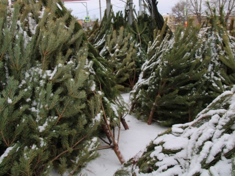 Омичи купили на Новый год более 6 тыс. ёлок