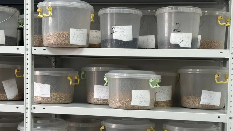 11,6 тыс. тонн семян льна впервые экспортировали из РТ в Китай