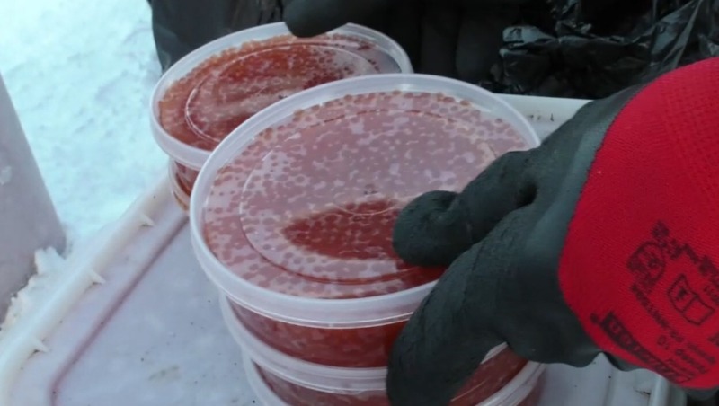 За незаконный оборот тонны красной икры будут судить магаданцев