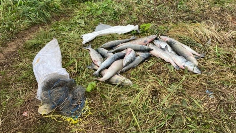 Незаконный вылов лососевых пресекли в Хабаровском крае