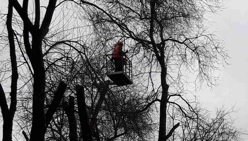 Компенсацию за упавшие на авто ветки женщина-водитель в Воронеже отсудила у управы района