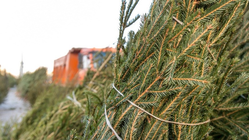 18 пунктов приема новогодних елок откроются 13 января в Казани