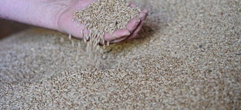 Более 6,5 млн тонн зерна собрали уральские аграрии в 2025 году