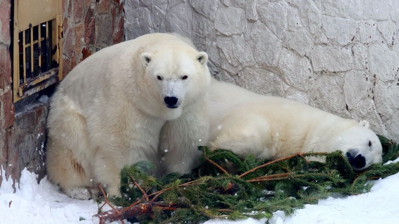 Челябинский зоопарк перешел на зимний режим работы