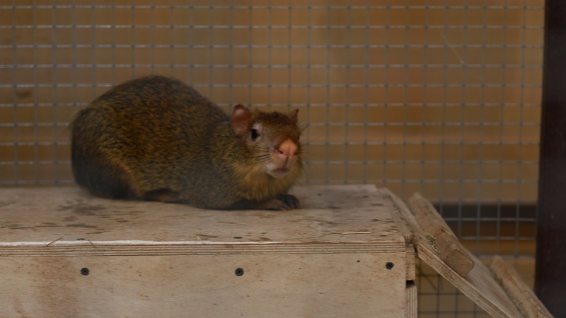 В зоопарке Казани родилось 6 даманов: зверьков, похожих на бесхвостых сурков