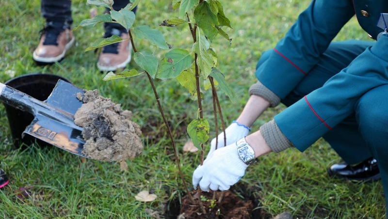 80 кустов гортензии высадили в честь героев России в Центральном районе Петербурга