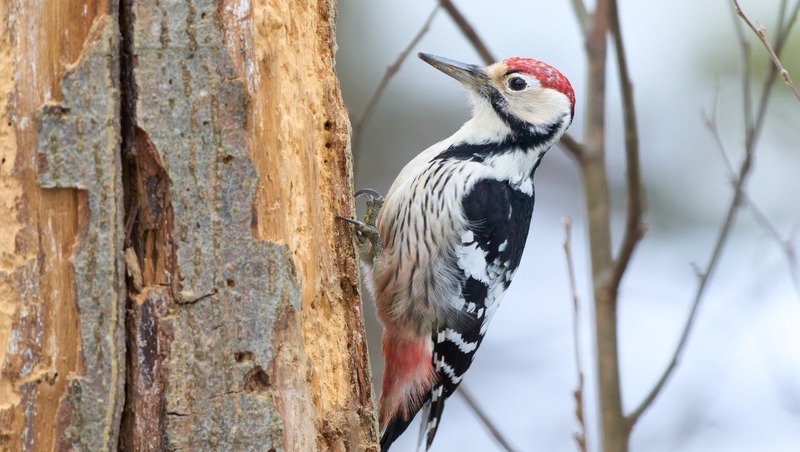 Краснокнижного белоспинного дятла заметили в Петербурге