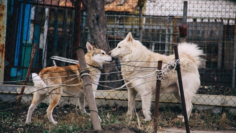 Бесплатная вакцинация домашних животных начнётся 17 февраля в Рязанском районе