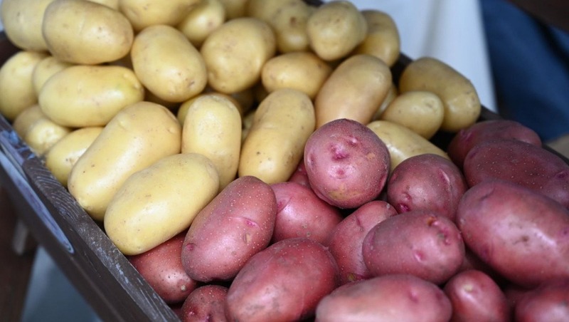 В Челябинской области выросло производство сельхозпродукции