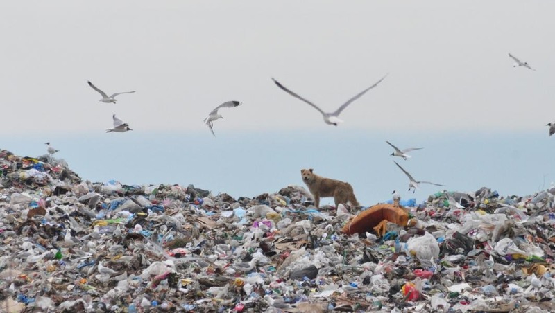 9 крупных свалок ликвидировали в 2025 году в Нижнем Новгороде