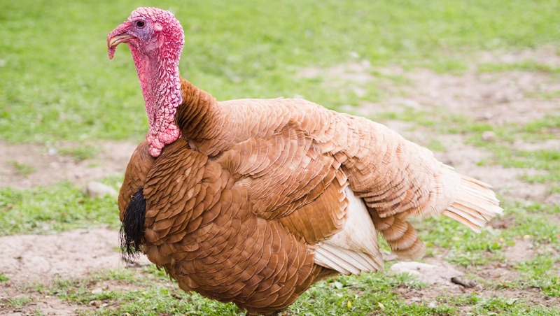 На 20% увеличился экспорт башкирской индейки в Азербайджан