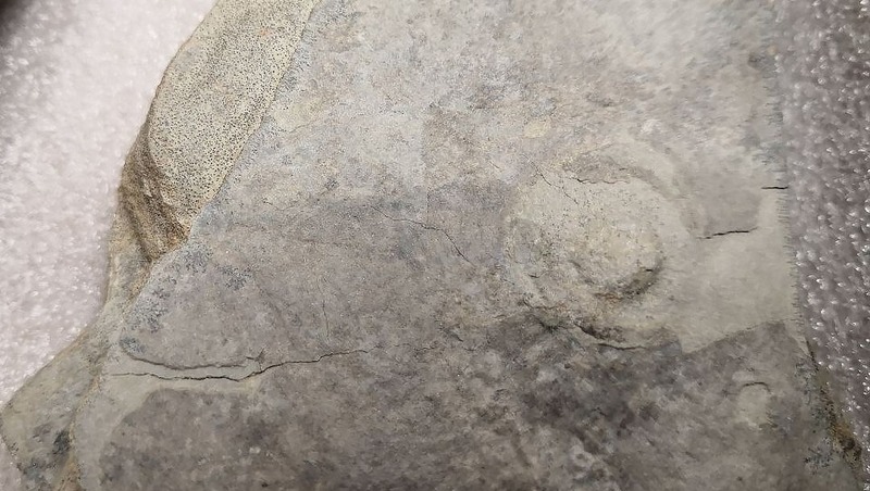 Коллекцию организмов возрастом 580 млн лет передали в Пермский музей