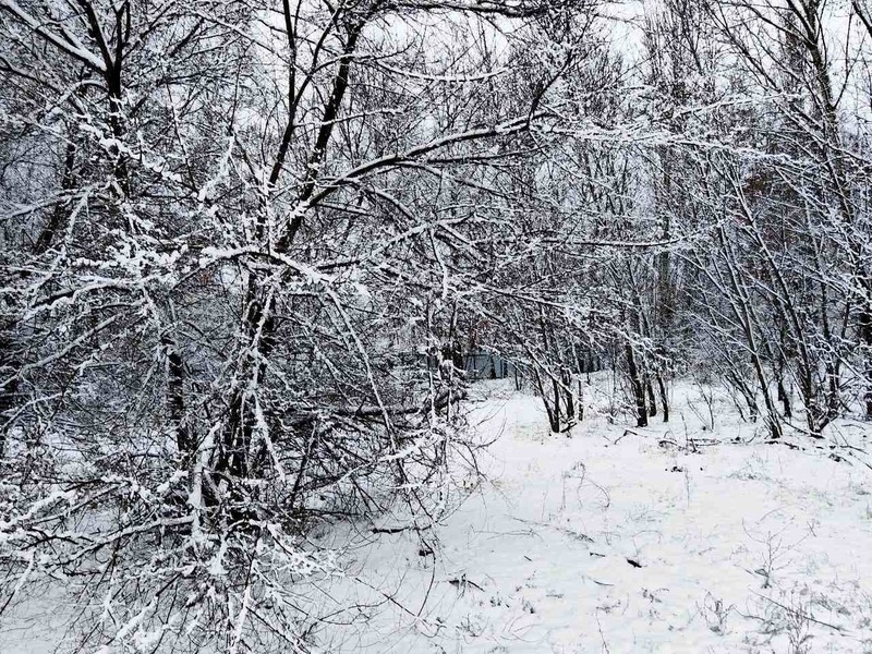 Туман и мокрый снег ожидается днем в Воронеже 12 декабря