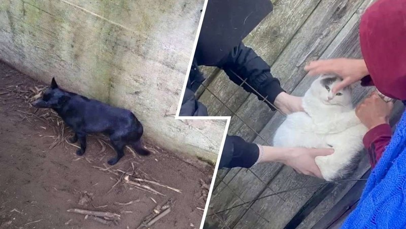 Собаку и кота спасли в минувшие выходные в Нижнем Новгороде