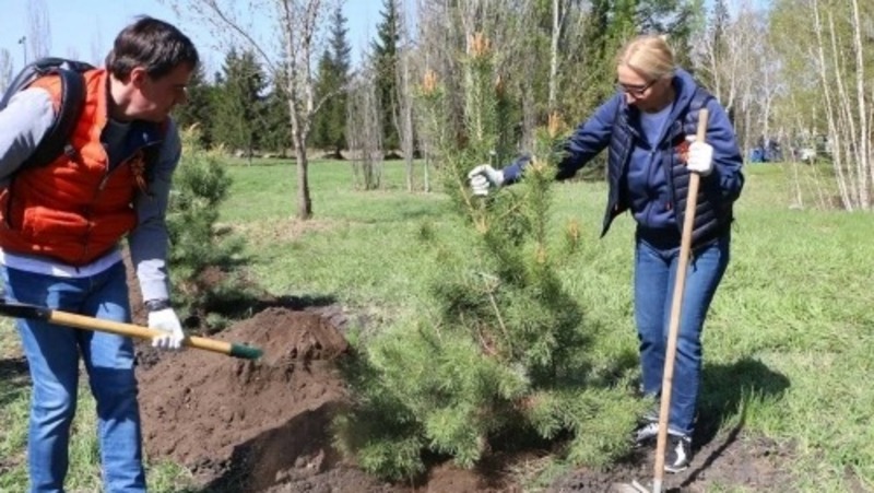 В Омске высадили 300 тыс. деревьев в память о героях Великой Отечественной войны