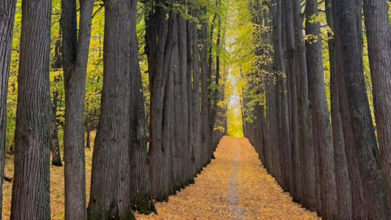 Суд подтвердил статус культурного наследия парка Нарышкиных-Паулуччи в РТ