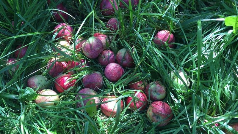 Около 3 тонн яблок и груш продали на ярмарках выходного дня в Рязани