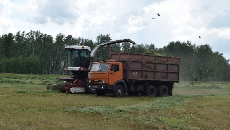 Омские аграрии заложили более 12 тысяч тонн силоса, опережая прошлогодние показатели