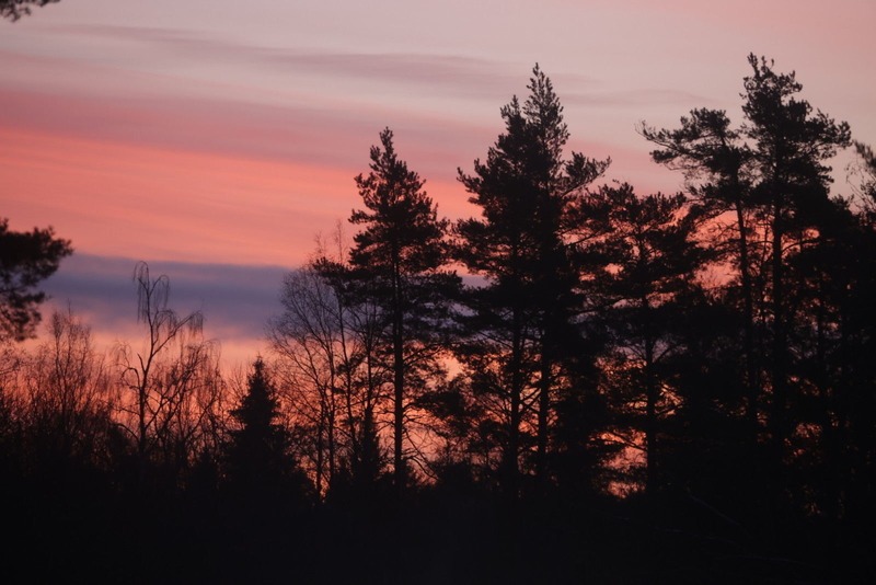 301 человек потерялся в лесах Ленобласти с начала года