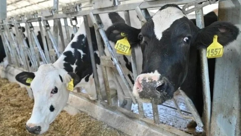 3 млн руб. направят на развитие животноводства в Рязанской области