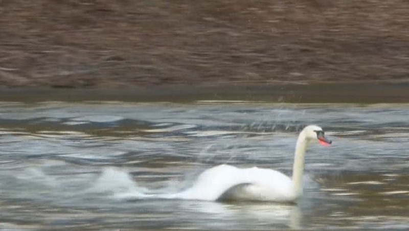 Краснокнижного лебедя-шипуна спасли в Татарстане